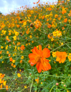 Cosmos (Oaxacan Bright Lights)