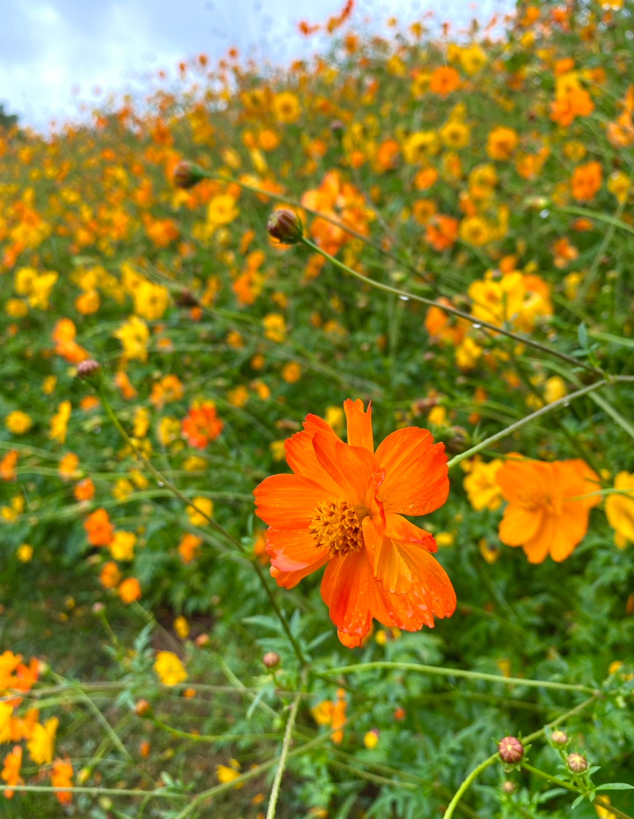 Collection (Cutflower Seed Varieties) Kids Seed Co.