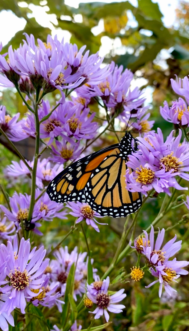 Aster (New England)