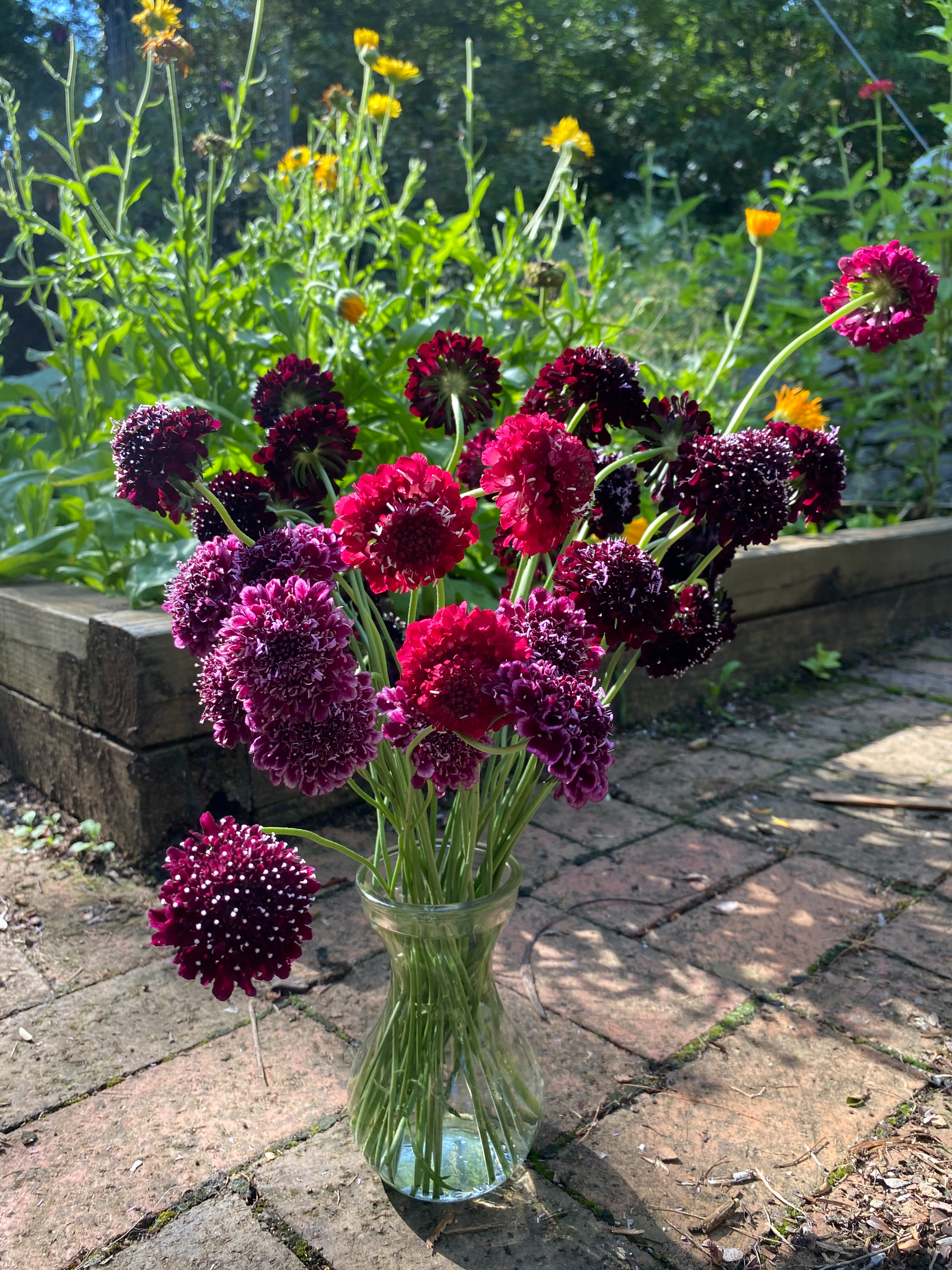 Pincushion flower online