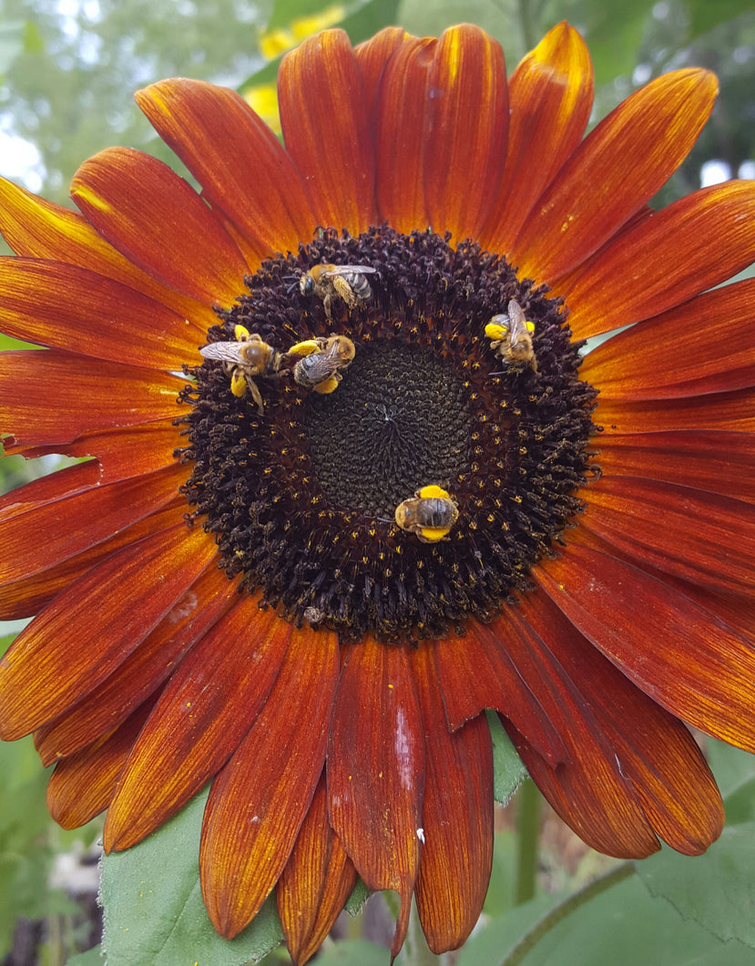 Sunflower (Mixed Colors)