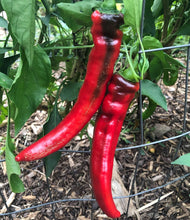 Pepper (Jimmy Nardello's Sweet Pepper)