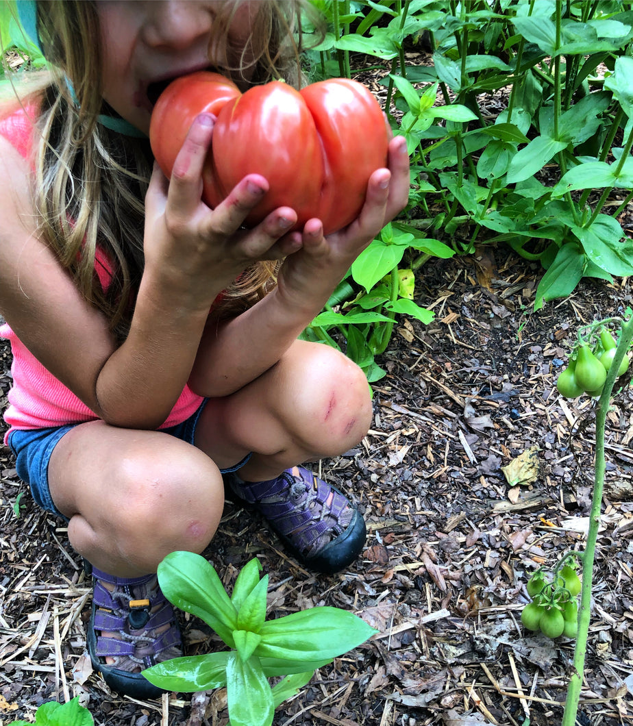 Tomato (Pink Brandywine Tomato)