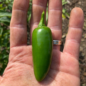 Pepper (Jalapeño)