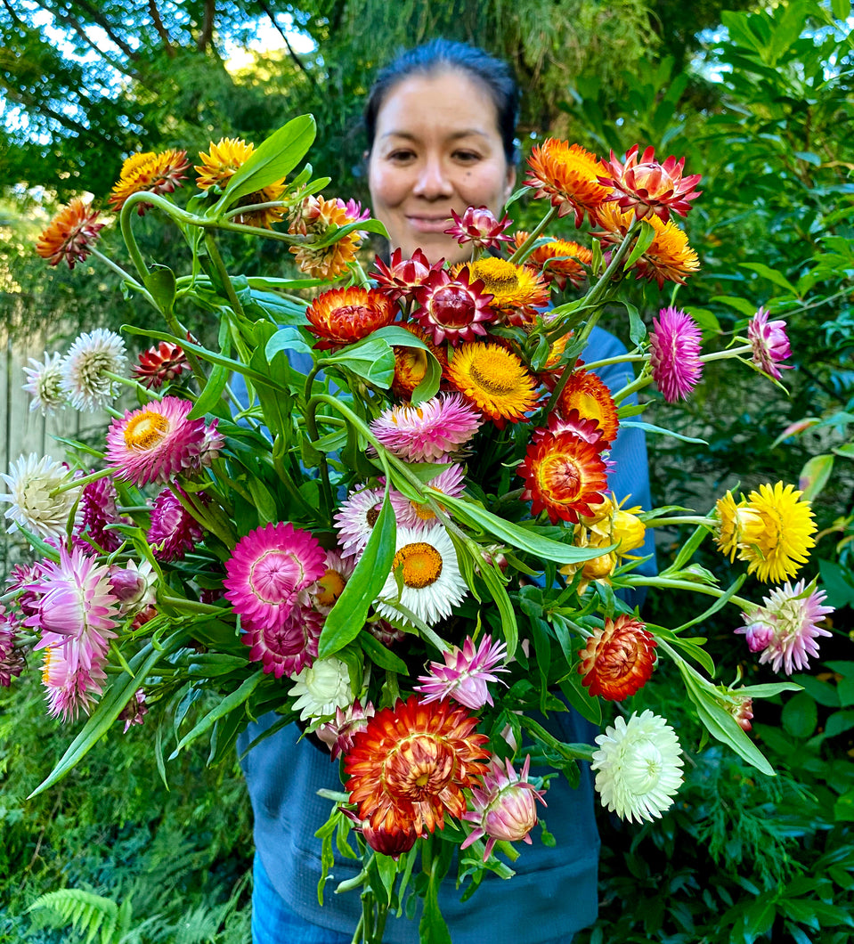 Strawflower