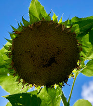 Sunflower (Mammoth)