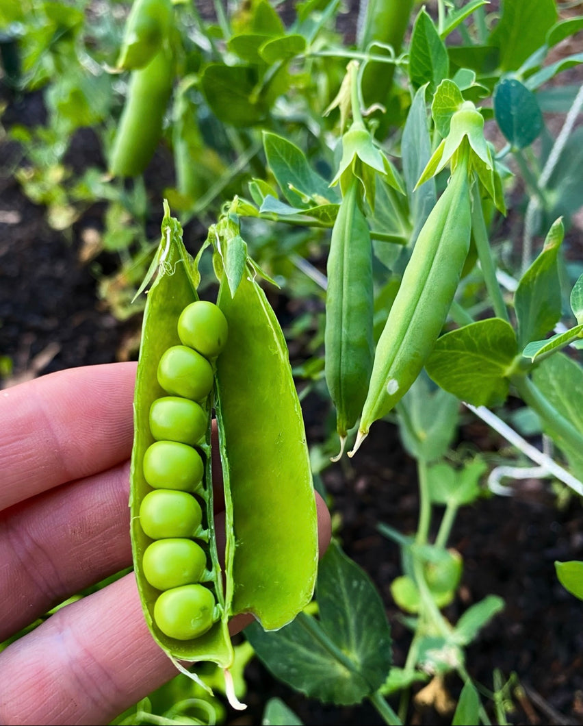 Shelling Peas (Wando)