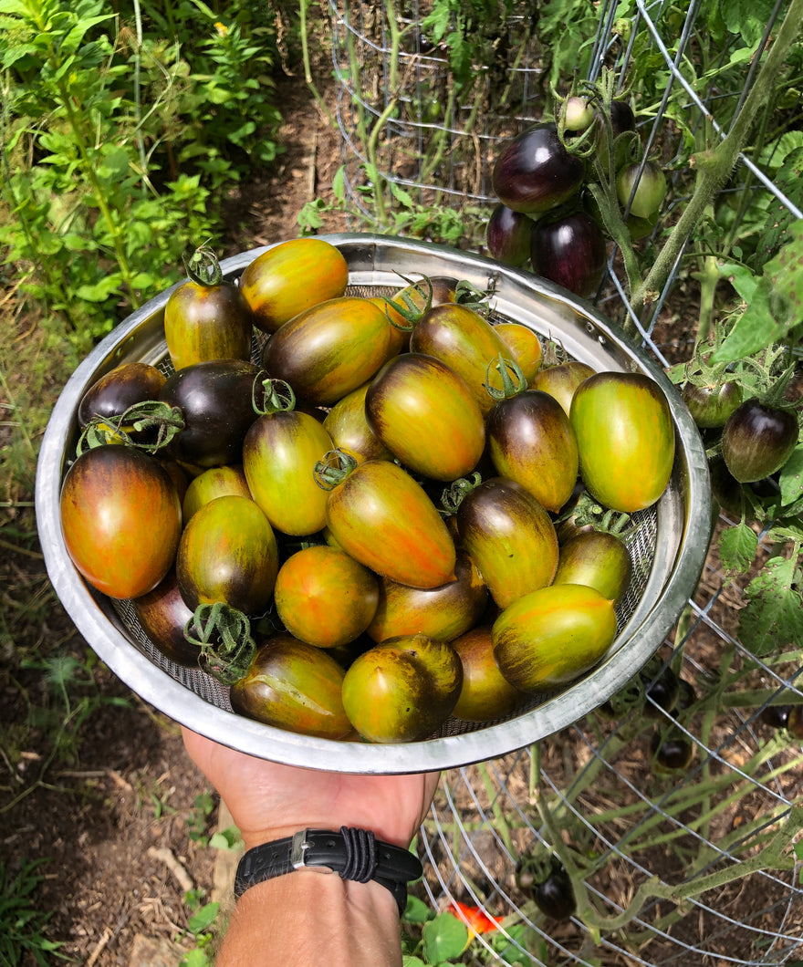 Tomato (Brad's Atomic Grape Tomato)