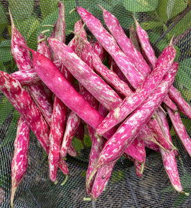 Bean (Borlotti Bush Bean)