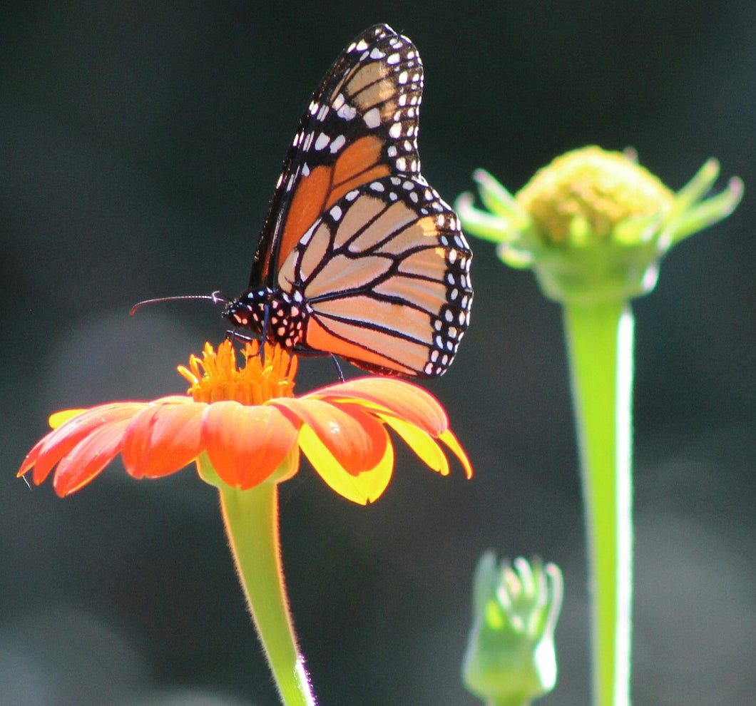 Tithonia (Mexican Sunflower)