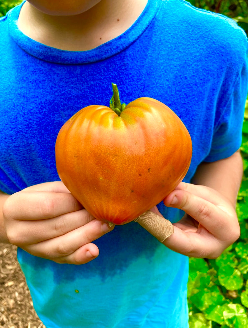 Tomato (Hungarian Heart Tomato)