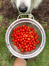 Tomato (Red Currant Tomato)