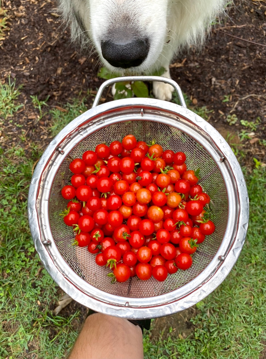 Tomato (Red Currant)