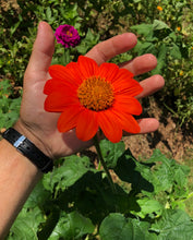 Tithonia (Mexican Sunflower)