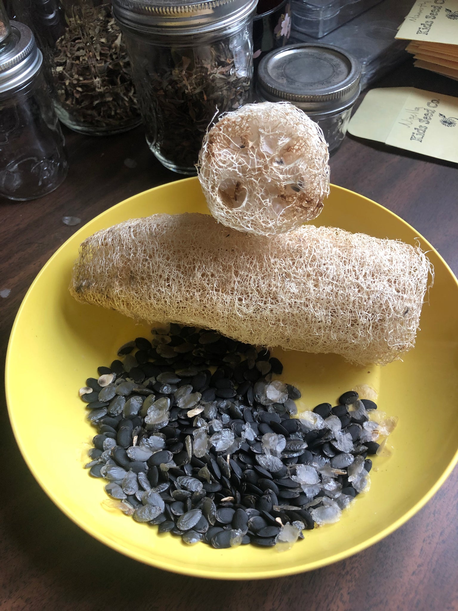 loofah plant seeds for sale Luffa Gourd – Kids Seed Co
