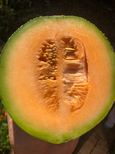 Melon (Edisto 47)