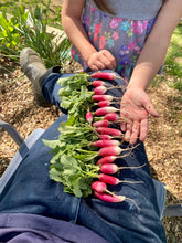 Radish (French Breakfast Radish)