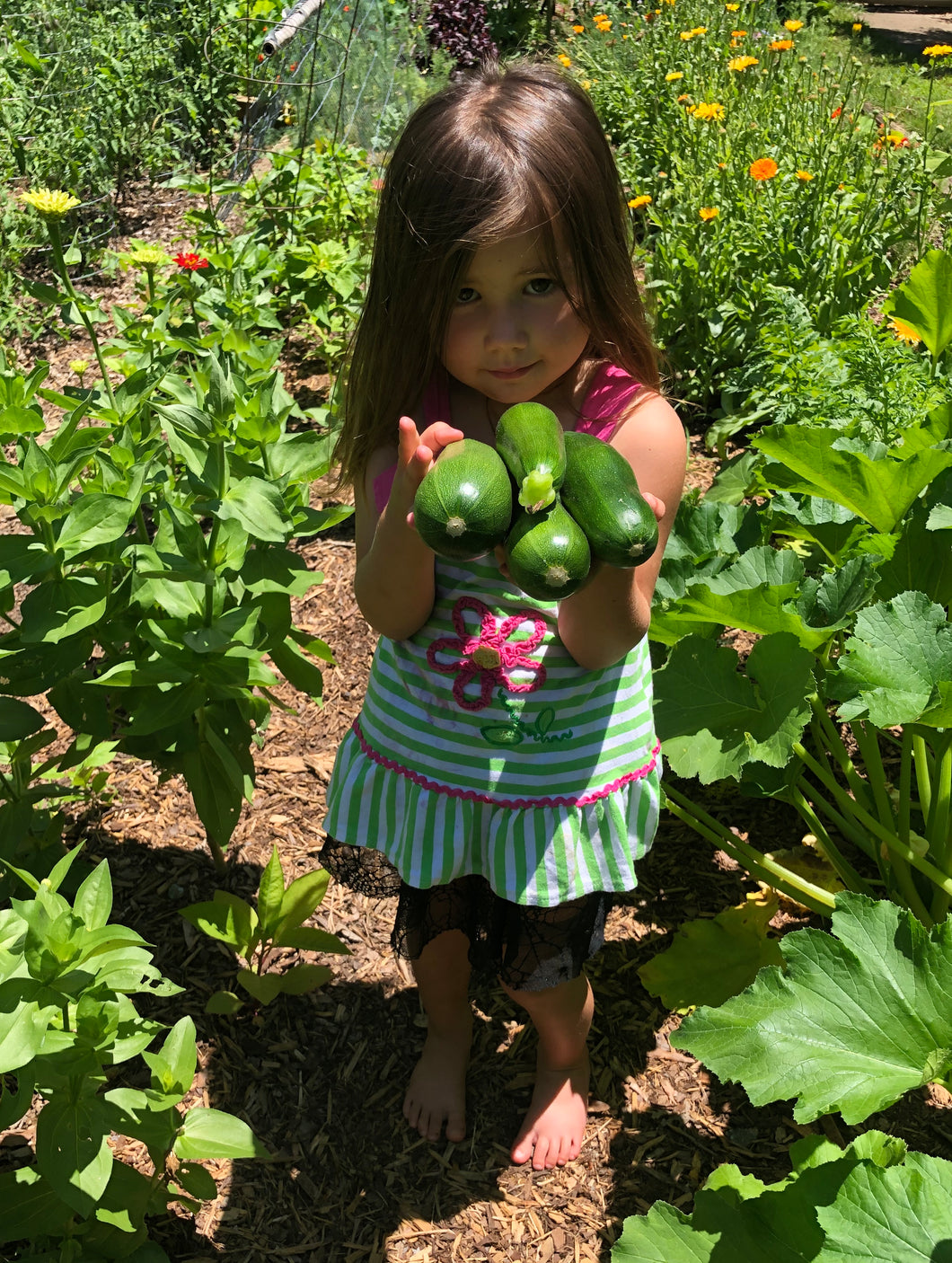 Squash (Black Beauty Zucchini)