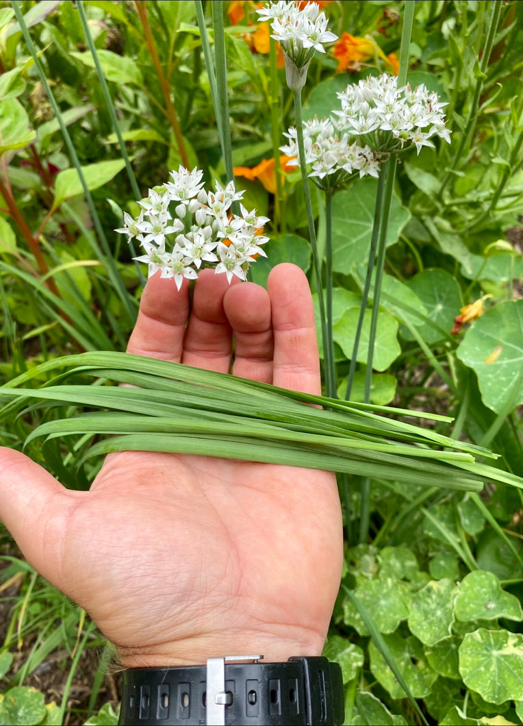 Garlic Chives (Nira)