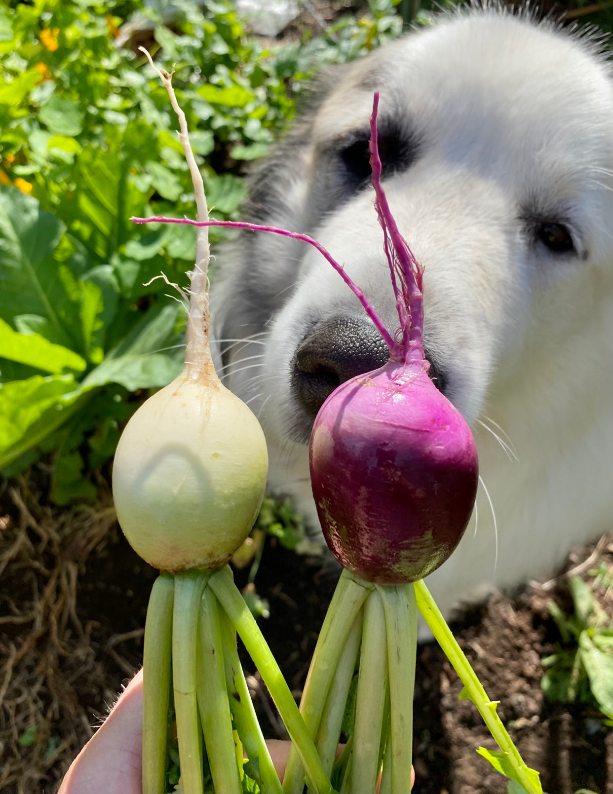 planting watermelon radish seeds Radish (Watermelon Radish) – Kids Seed Co