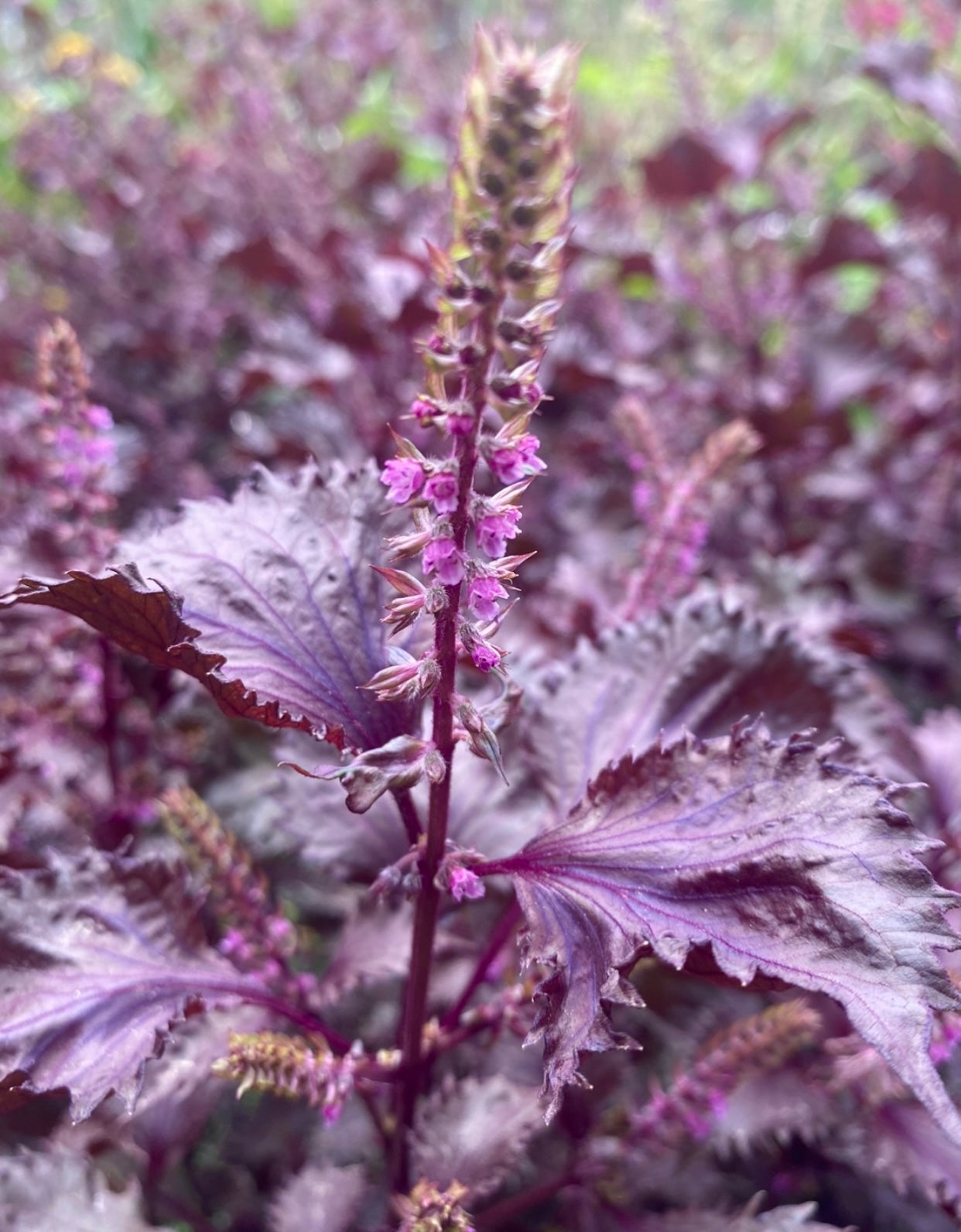 shiso plant indoors Purple Shiso – Kids Seed Co