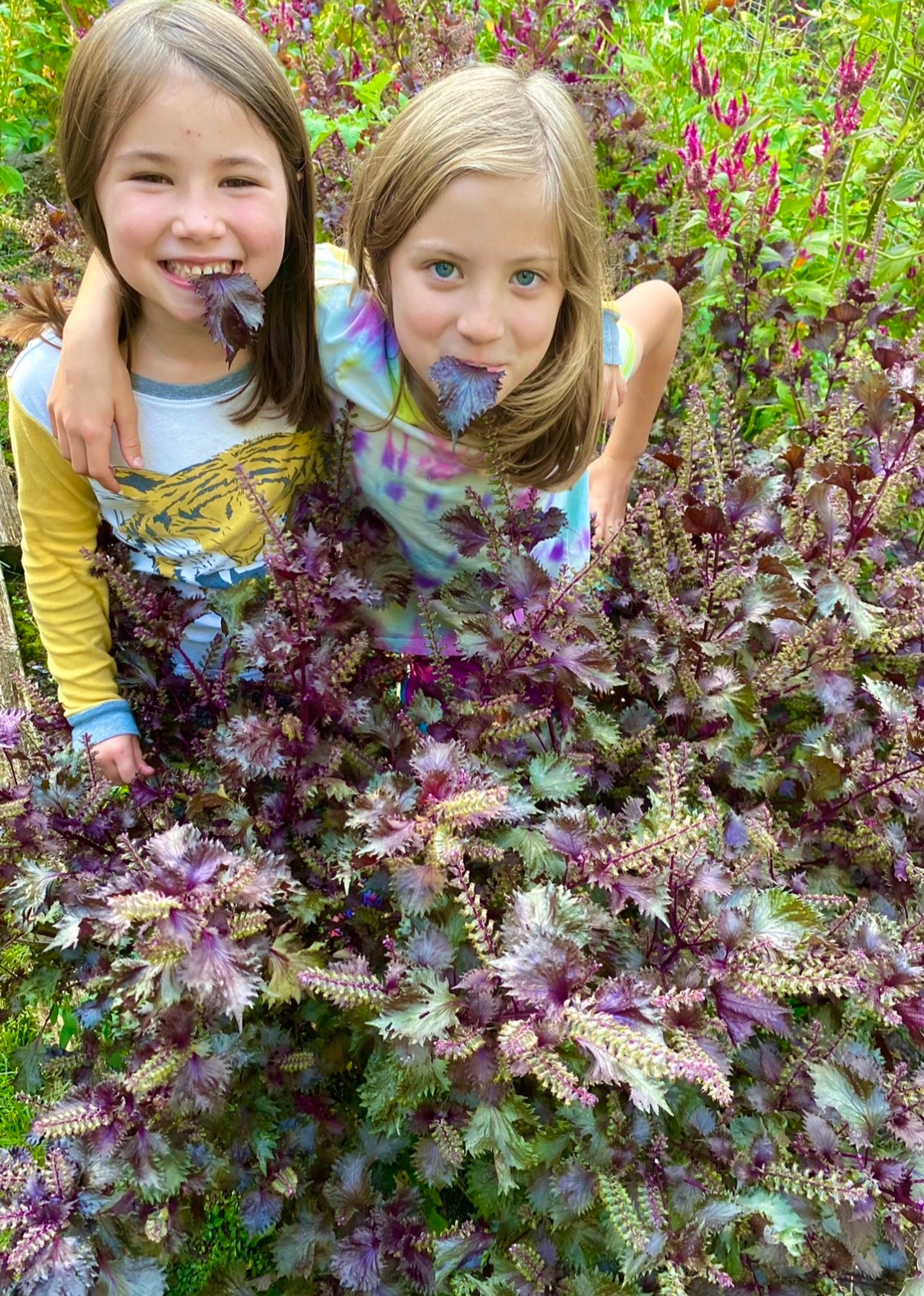shiso plant indoors Purple Shiso – Kids Seed Co
