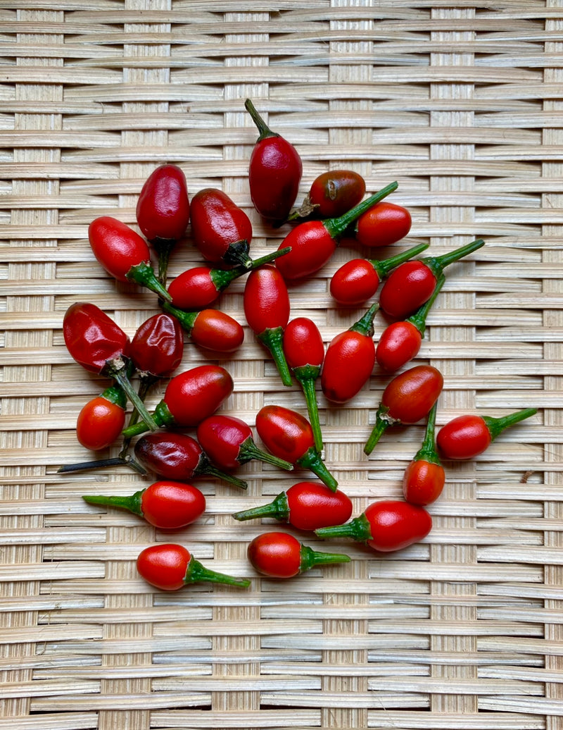 Pepper (Chiltepin / Tepin)🔥🔥 – Kids Seed Co