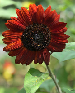 Sunflower (Mixed Colors)