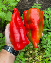 Pepper (Hungarian Beaver Dam Pepper)