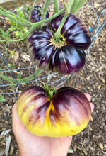 Tomato (Sart Roloise Tomato)