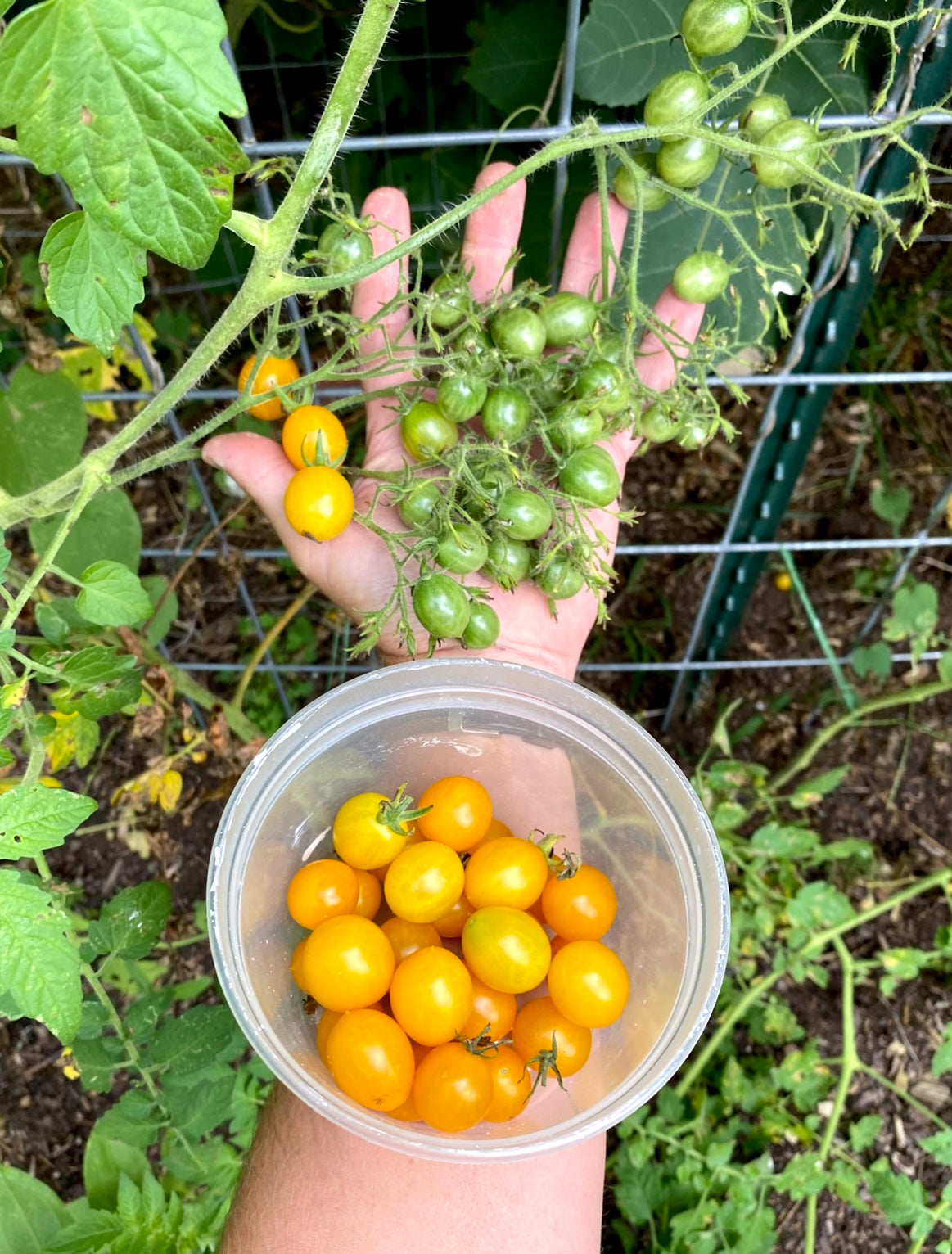 Seeds Of Tomorrow Blondkopfchen Tomato Seeds – 50 Organic Non-GMO, Little Blond Girl Heirloom, Bonus Included
