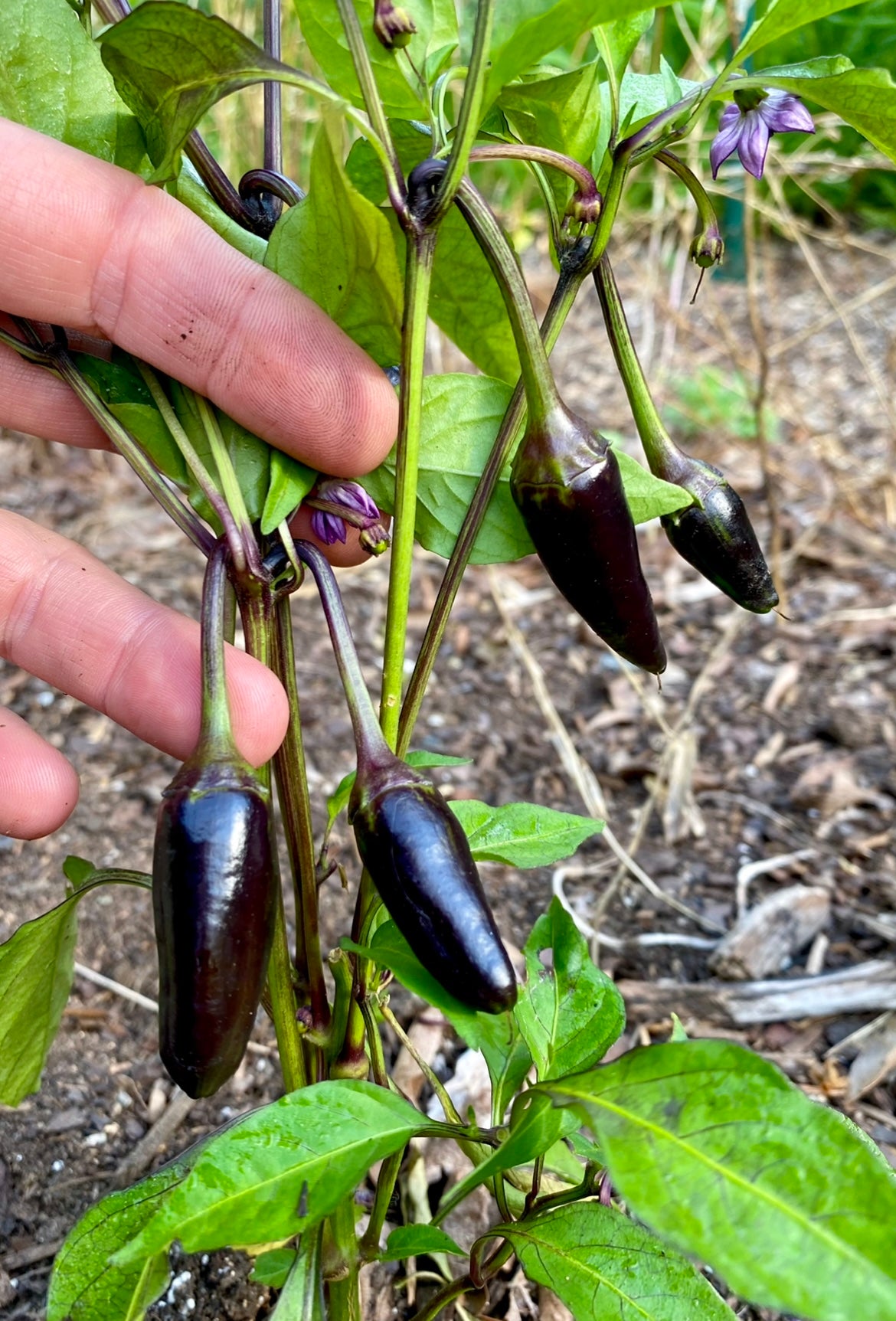 buy black pepper seeds for planting Pepper ( Hungarian Black Pepper)🔥 – Kids Seed Co