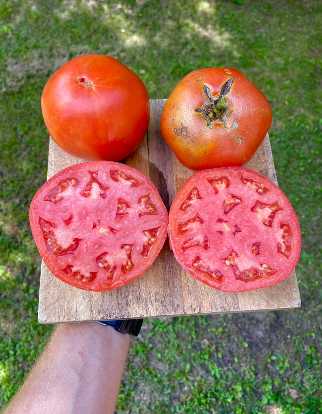 Tomato (Wood's Famous Brimmer)