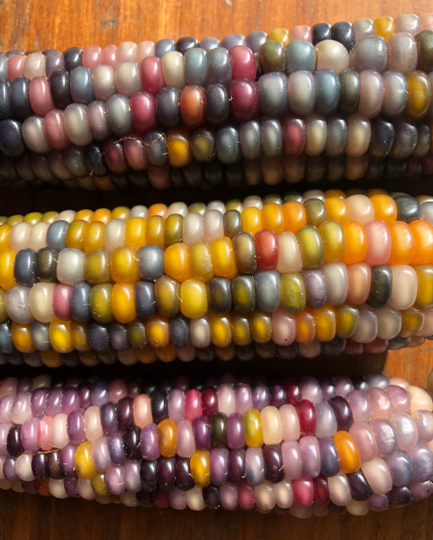 Corn (Glass Gem Corn)