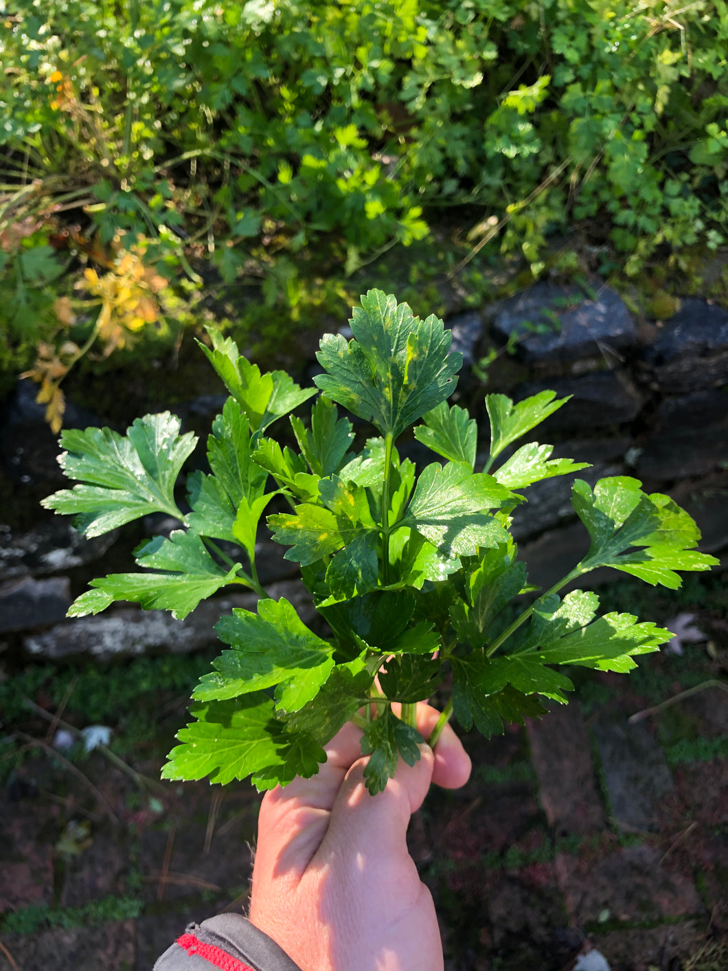 Parsley (Giant of Italy)