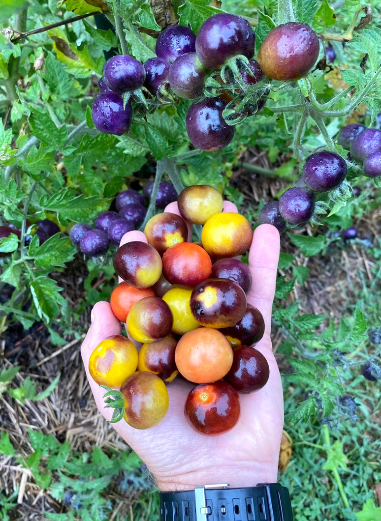 Tomato (Blue Goldberry Tomato)