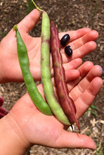 Bean (Cherokee Trail of Tears Pole Bean)