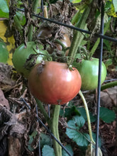 Tomato (Cherokee Purple)