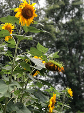 Sunflower (Mammoth)