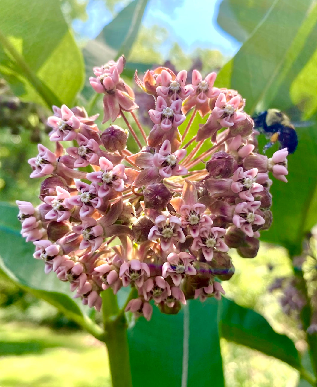 where to buy milkweed plants or seeds Milkweed (Common Milkweed) – Kids Seed Co