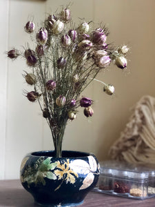 Nigella (Love-in-a-Mist)