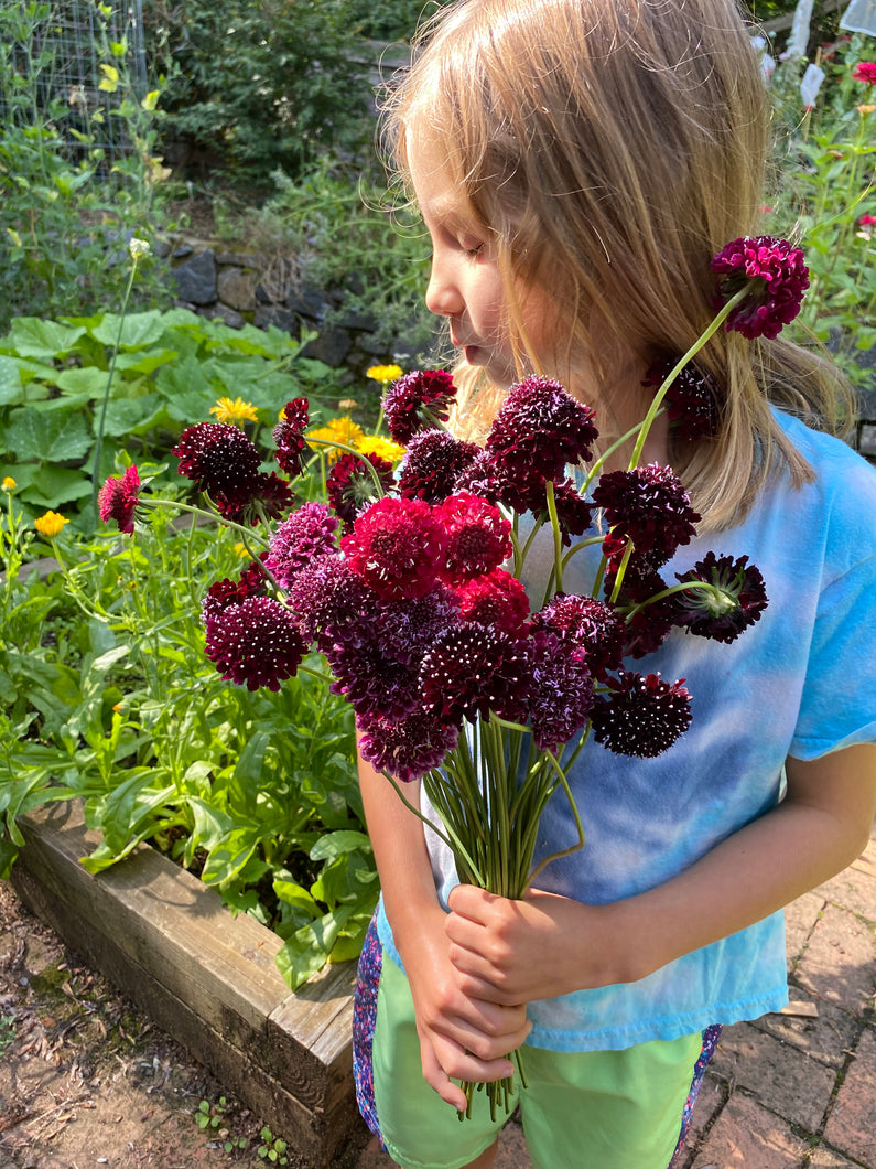 Scabiosa (Pincushion Flower)