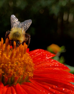 Tithonia (Mexican Sunflower)